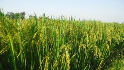 rice-up-japanese-2699306_1280